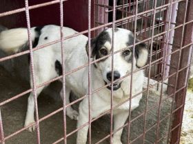 Liebenswürdige Solana sucht Familienanschluss