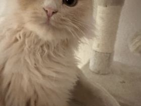 BLK Britisch Langhaar MIX Kater