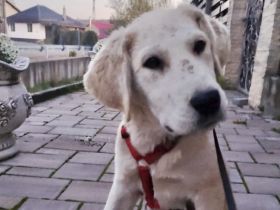 Zuhause für Labrador Fellnase Moiraine gesucht
