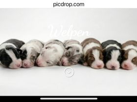 Erstklassige Australian Shepherd Welpen aus einer Top Verpaarung