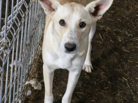 Pandora, eine verschmuste Maus, möchte ein weiches Körbchen beziehen