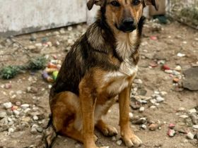 Albina, schüchterne Maus, sucht ihre Menschen, die ihr Halt geben