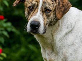 Axel, sucht endlich sein Glück .....auf PS in Deutschland