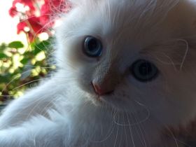 Ragdoll Kitten