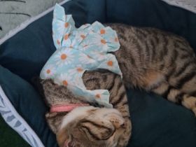 Zwei 1 jahr alte bengal Katzen abzugeben