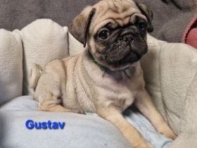 Reinr. mops x retromops welpen m.Ahnentafel dürfen umziehen