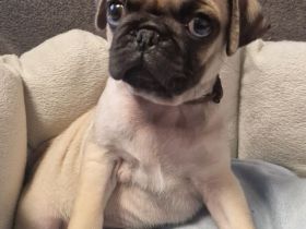 Reinr. mops x retromops welpen m.Ahnentafel dürfen umziehen