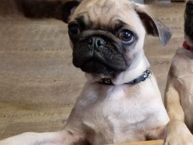 retromops welpen, Rüden,m. Stammbaum dürfen umziehen