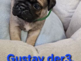 Reinr. Retromops/mopswelpen m.Ahnentafel