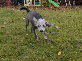 Kleine Racker suchen ein Zuhause