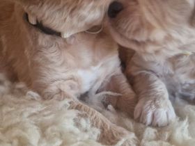 Goldendoodle F1