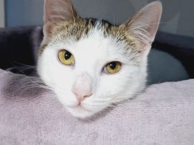 Lachen und Schnurren erwünscht! Rena bringt Freude in Ihr Leben.