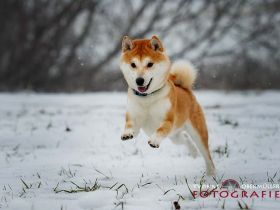 Fiete in 94518 Spiegelau sucht sein Für-immer-Zuhause