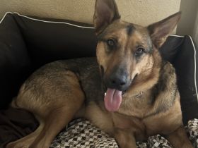 Thor sucht ein Zuhause!