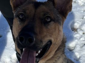 Thor sucht ein Zuhause!