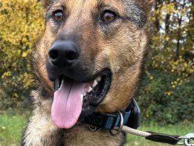 Thor sucht ein Zuhause!