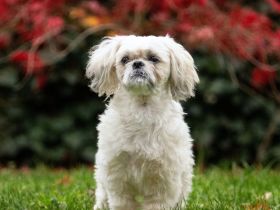 Sammy in 35043 Marburg sucht sein Für-immer-Zuhause