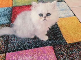 süßer Perserkater......