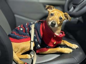 Bailey in 14656 Berlin sucht sein Für-immer-Zuhause