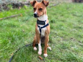 Pacco auf Pflegestelle in 27568 Bremerhaven sucht sein Für-immer-Zuhause