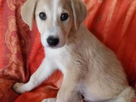 Miro - cleveres Kerlchen auf der Suche nach Geborgenheit