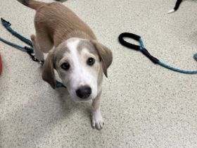 Unsere süße Dragosch