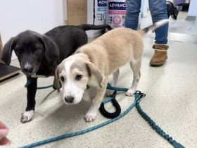 Unser kleiner Charmeur Dragosch