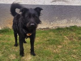 Salome: Energie trifft Schmusebacke