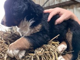 Appenzeller Sennenhund Welpen