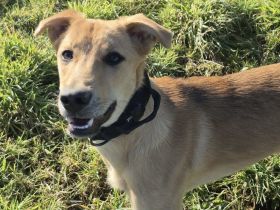 Carolin sucht ihr Zuhause