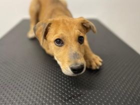 Carolin sucht ihr Zuhause