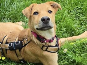 Carolin sucht ihr Zuhause