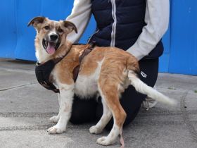 Zuhause gesucht für Chaytan