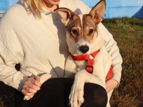 Wer schenkt Daria das Glück, das sie so sehr verdient?