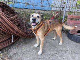 Remo: Gentleman auf 4 Pfoten