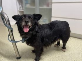 Zuhause gesucht für Misa