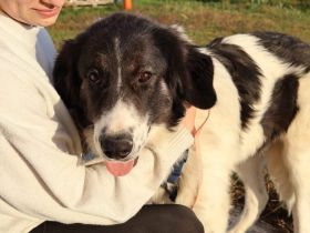 Stattlicher aber sanfter Rüde Angelo