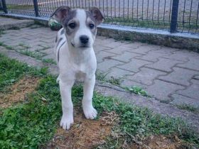 Schenkst du Benji ein Zuhause?