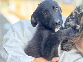 Inola – ein zartes Hundemädchen sucht ihr großes Glück.