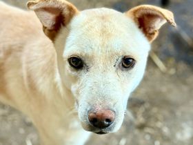 Ailo, offen und neugierig möchte adoptiert werden