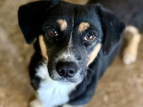 Herr Böhm, klein, freundlich, sucht ein Zuhause