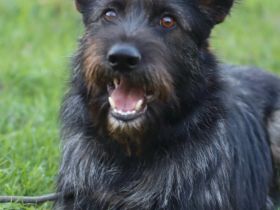 Fröhlicher Heart sucht ein Körbchen