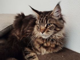 Maine Coon in liebevolle Hände abzugeben