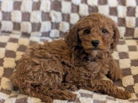 Zuckersüße Zwerpudel-Welpen Red Apricot suchen nach einer liebevollen Zuhause