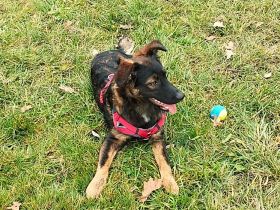 Rico, ein Sunnyboy, der jeden bezaubert.