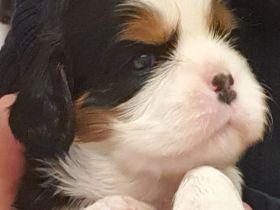 Cavalier-King-Charles-Spaniel-Welpe, Rüde, tricolour