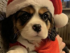Cavalier-King-Charles-Spaniel-Welpe, Rüde, tricolour
