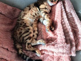 Bengal Kitten dürfen ausziehen