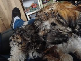 Bolonka zwetna Rüde zum Liebhaben mit Platz im Herzen und auf der Couch