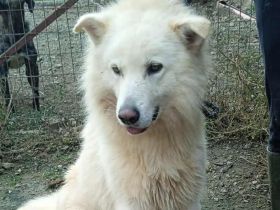 Mischlingsrüde Toby